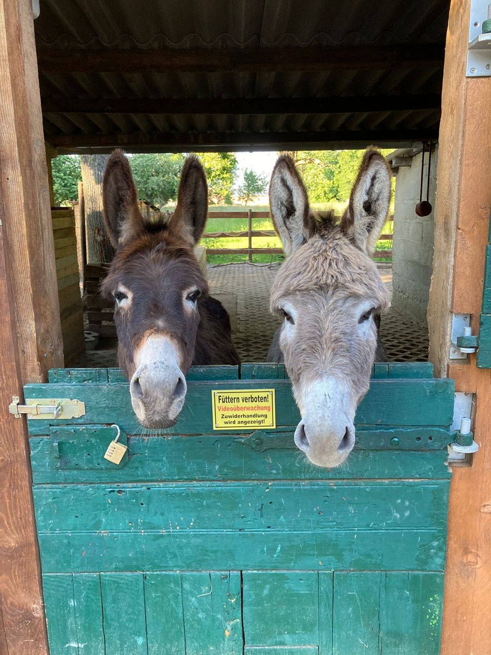 Esel Bruno und Kaspar, Copyright: Petra Renner